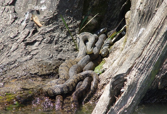 Diamond-backed Watersnake 4.JPG
