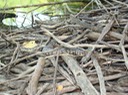Diamond-backed Watersnake.jpg