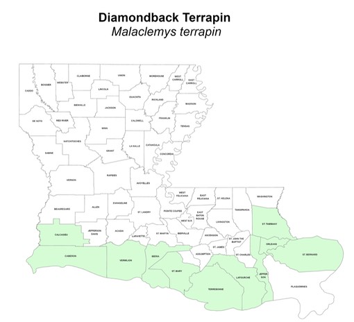 Diamondback Terrapin