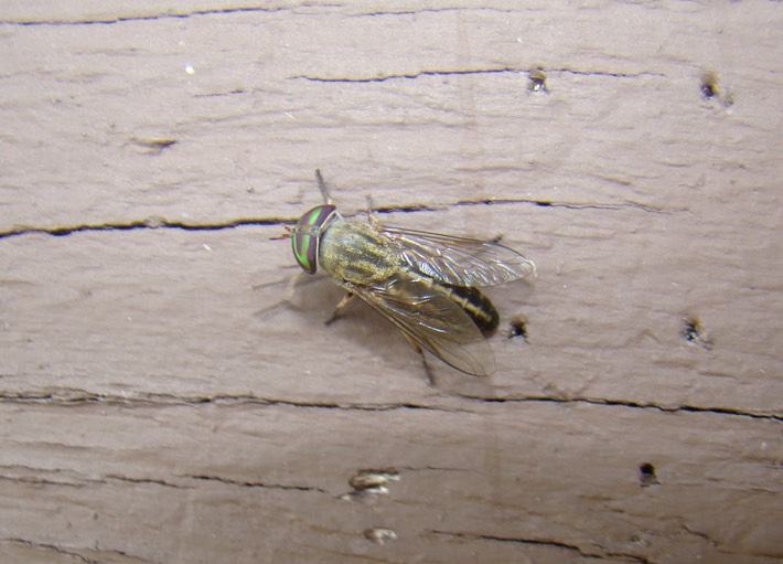 Dipteran 1