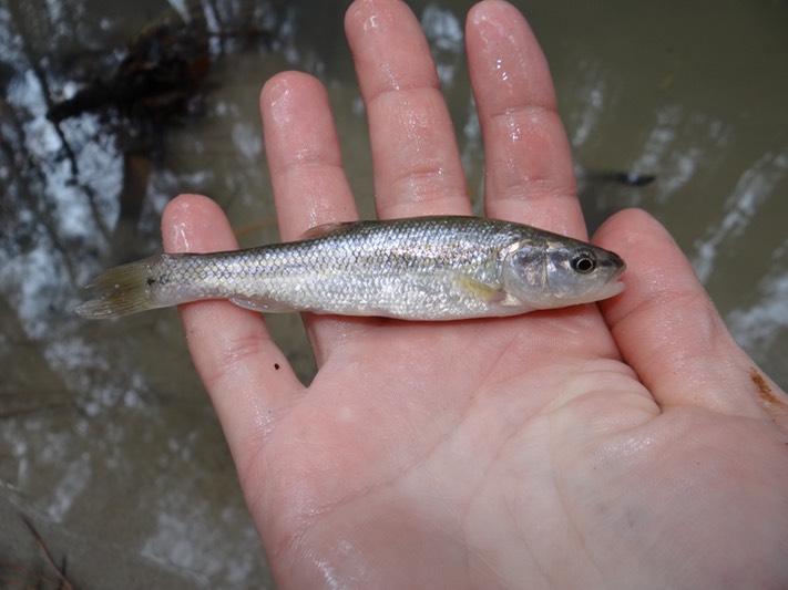 DSC00203 Natchitoches