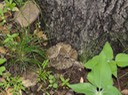 DSC00277 (2)