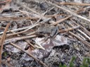 DSC00343