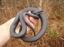 Racer Bogue Chitto NWR.JPG