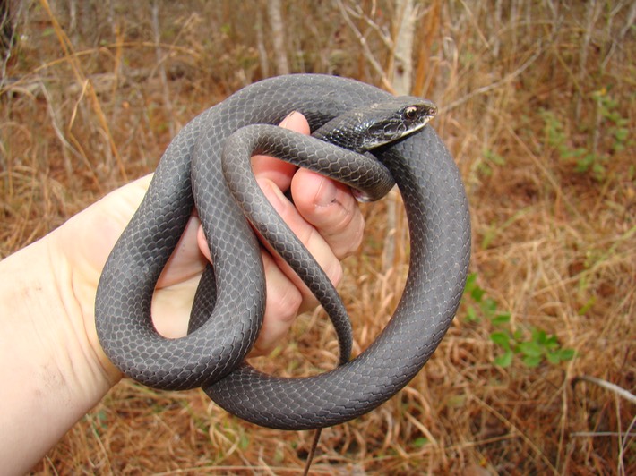 Racer Bogue Chitto NWR.JPG