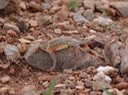 DSC00484 (2)
