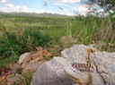 DSC00539 (2)