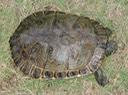 DSC00716