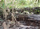 DSC00994
