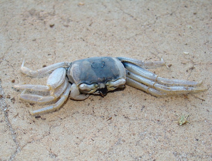 DSC01150 Gulf Shores