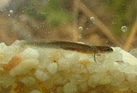 DSC01157 Kisatchie Equa