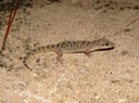 DSC01186