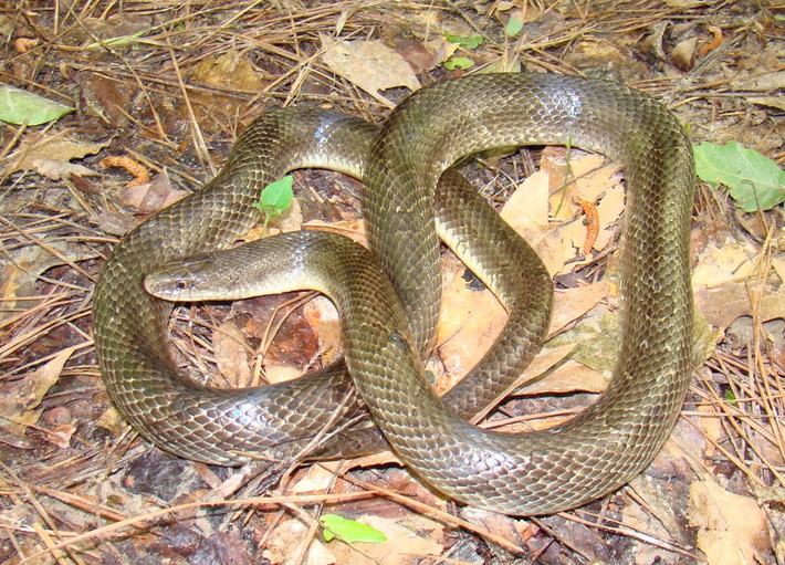 Yellow-bellied Kingsnake 2.JPG
