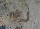 DSC01863