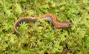 DSC02209 Smokies PSER