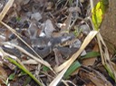 DSC04218