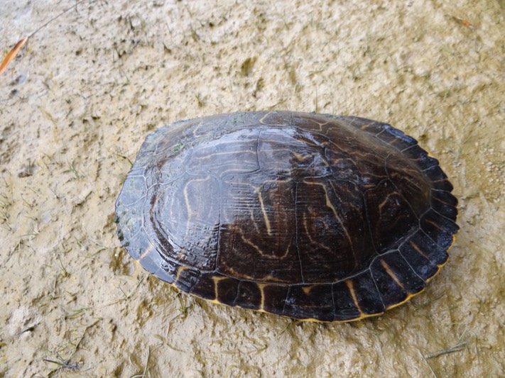 DSC04459
