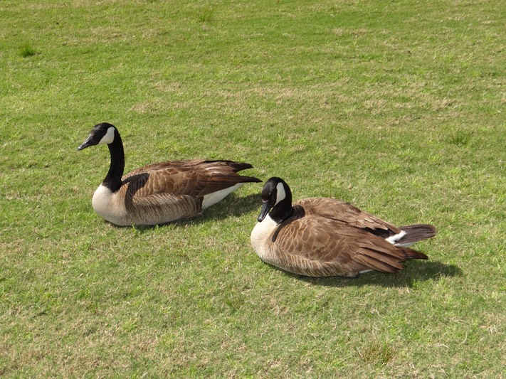 DSC04986 University Lakes EBR