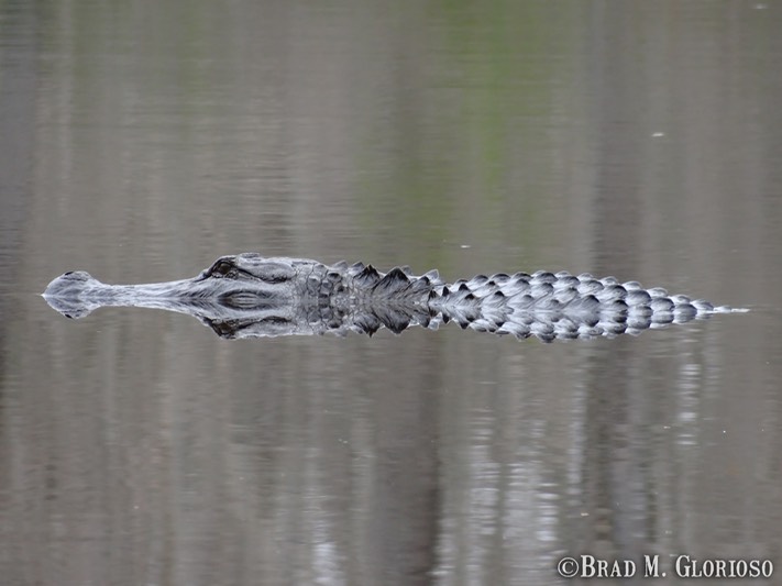 DSC05648 (2) American Alligator