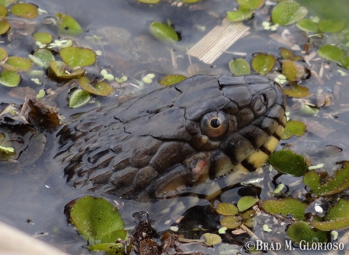 DSC05650 (2) Diamond-backed Watersnake