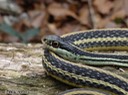 DSC05667 (2) Western Ribbonsnake