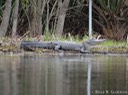 DSC05673 (2) American Alligator