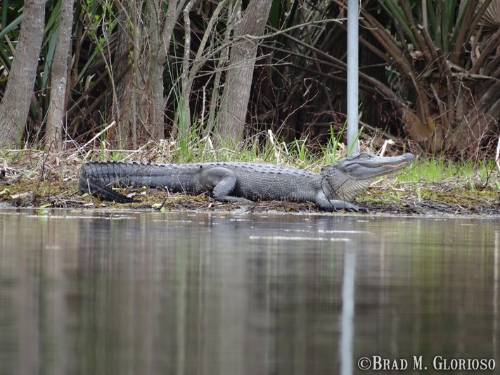 DSC05673 (2) American Alligator