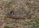 DSC05681 (2) Western Ribbonsnake