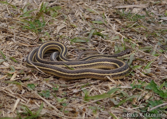 DSC05681 (2) Western Ribbonsnake