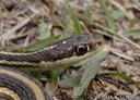 DSC05685 (2) Western Ribbonsnake