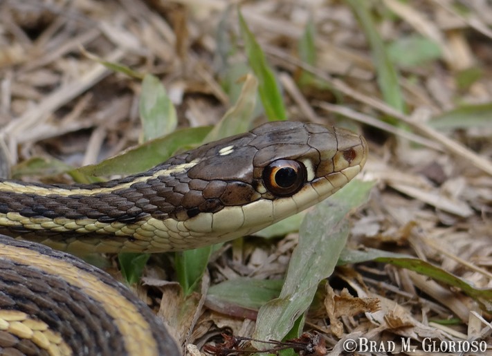 DSC05685 (2) Western Ribbonsnake