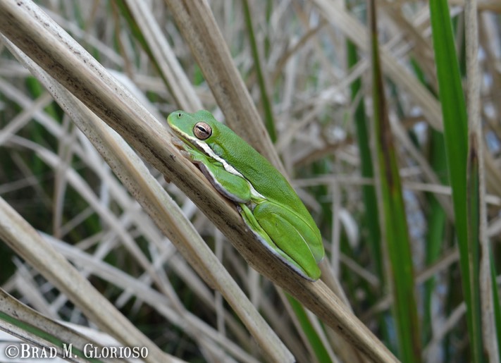 DSC05693 (2) Green Treefrog