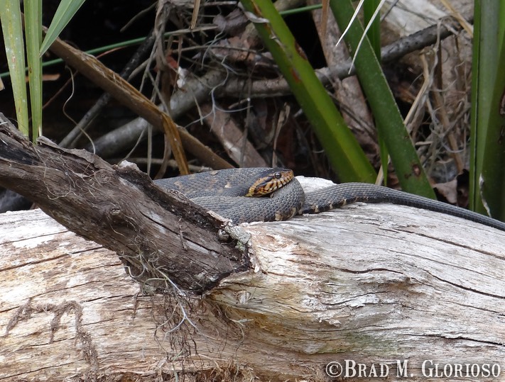 DSC05704 (2) Southern Watersnake