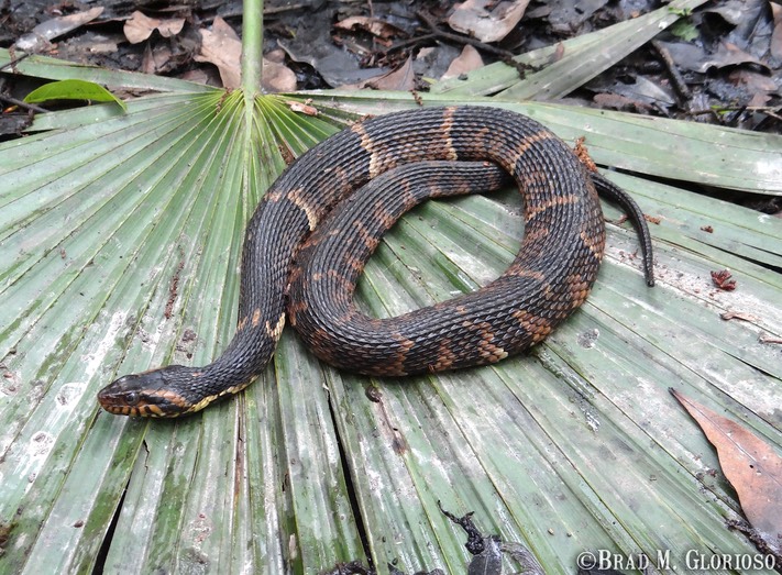 DSC05939 Southern Watersnake