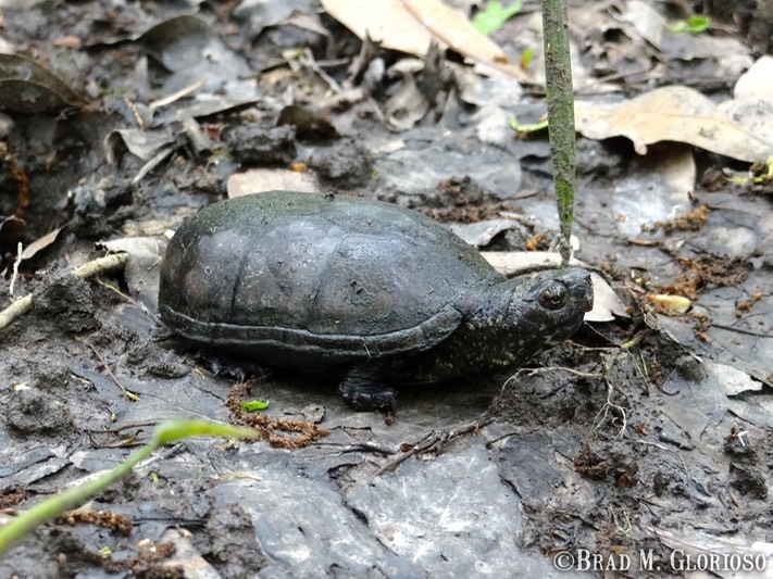 DSC05956 Eastern Mud Turtle