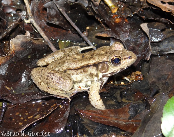DSC05964 Green Frog