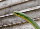 DSC05979 Rough Greensnake (4)