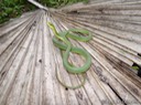 DSC05999 Rough Greensnake (1)