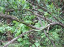 DSC06011 Rough Greensnake (5)