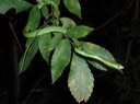 DSC06262