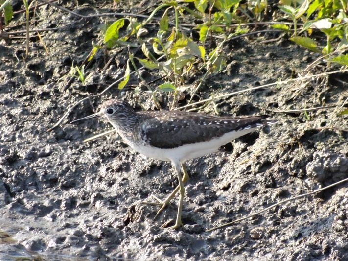 DSC06315 Bayou Teche NWR