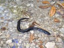 DSC06330 Three-toed Amphiuma