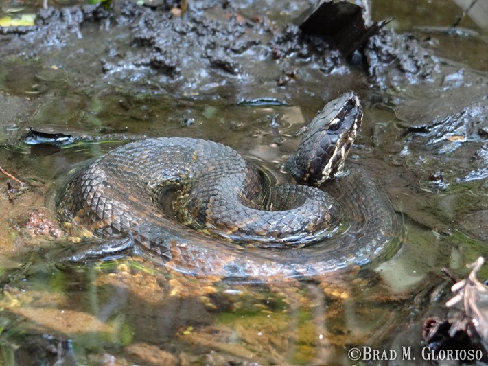 DSC06340 (2) Cottonmouth