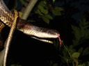 Texas Ratsnake 2.JPG