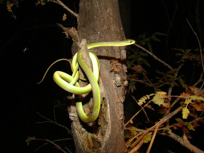 Rough Greensnake 1.JPG