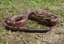 DSC06613 (2) Western Ratsnake