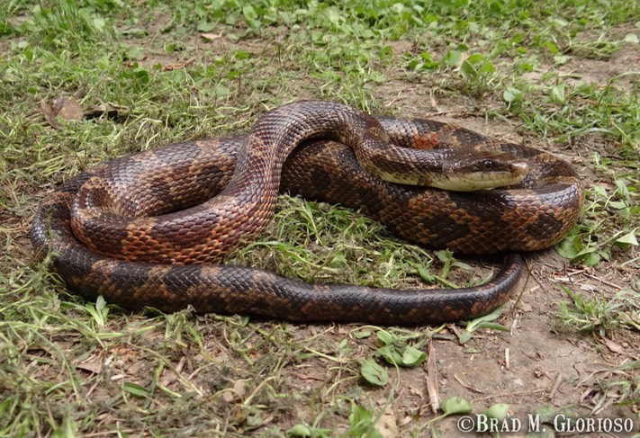 DSC06613 (2) Western Ratsnake