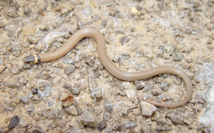 Southeastern Crowned Snake 1.JPG
