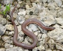Wormsnake.JPG