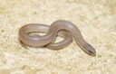 Smooth Earthsnake 1.JPG